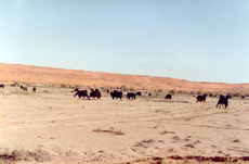 Wüste-1.jpg